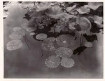 Lotus leaves, Domain 1974.tif
