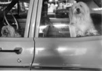 Doggies in car, Queen St 1970.tif