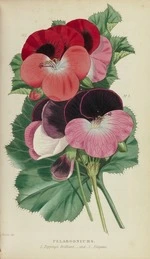 Pelargoniums, page 203, from The florist.