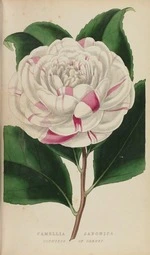 Camellia Japonica, page 085, from The florist.