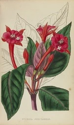 Fuchsia Spectabilis, page 137, The florist.