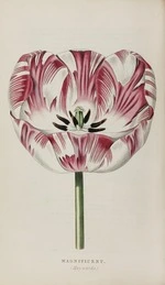 Magnificent Tulip, page 201, from The florist.