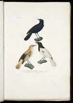 Moucherolle Pomare (Musicipapa Pomarea)'. Oiseaux plate 17 in Louis-Isidore Duperry, Voyage autour du monde...
