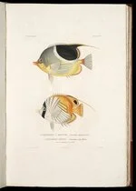 Chetodon a housse, Chetodon Seton'. Poissons plate 29 in Louise-Isidore Duperry, Voyage autour du monde� ...