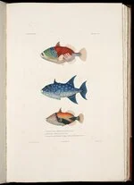 Baliste tres orne, Baliste azur, Baliste a pectoral bordee de rouge'. Poissons plate 10 in ...