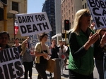 Anti Dairying Protest Wellington November 2010 (17).JPG