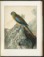 Parakeet' in A natural history of the birds of New South Wales