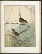 Two wrens' in A natural history of the birds of New South Wales