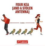 four_kea_and_a_stolen_antenna.jpg