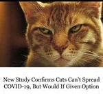 new_study_confirms_cats_cant_spread_covid.jpg