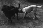 3 dogs at dusk, Titirangi 1973.tif