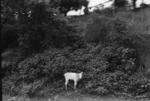 White calf, Fijji 1974.tif