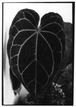 leaf.central fiji. 1973.tif