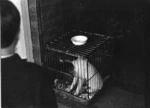 Caged dog, Auckland 1969.tif
