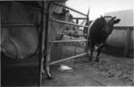 Billie Boy & Jersey cow. Eureka 1973.tif