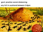 social_distancing_any_hill_in_auckland.png