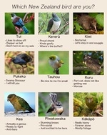 which_new_zealand_bird_are_you.jpg