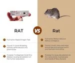 RAT_vs_rat.jfif