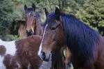 225.2 Horses near Kanohirua Hut, Te Urewera NP, Bay of Plent.jpg