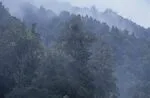 226.16 Mist in forest, Mangapohatu, Te Urewera NP, Bay of Pl.jpg