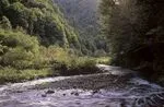1018.24 Horomanga River, Te Urewera NP, Bay of Plenty.jpg