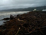 Storm debris Petone Beach Petone June 2013.tif