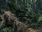 Storm damage Butterfly Creek Wellington June 2013.tif