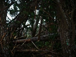 Damaged Pines Johnsons Hill July 2013.tif