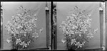Lilies (Lilium) [photographer William and Lydia Myrtle Williams' Royal Terrace house, Kew, Dunedin?]
