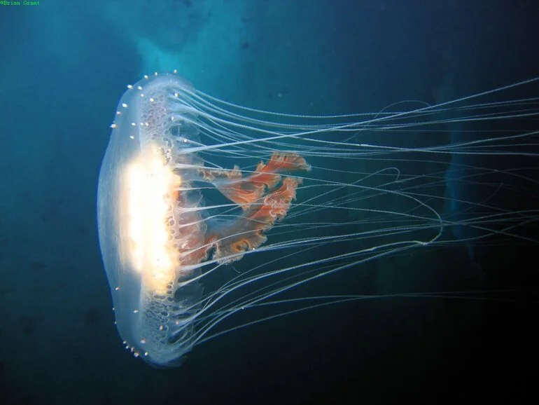 Image: Large jellyfish (Diplulmaris antarctica) at Cape Armitage.