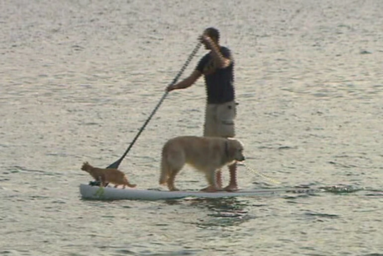 Image: Peter and his paddleboarding pets