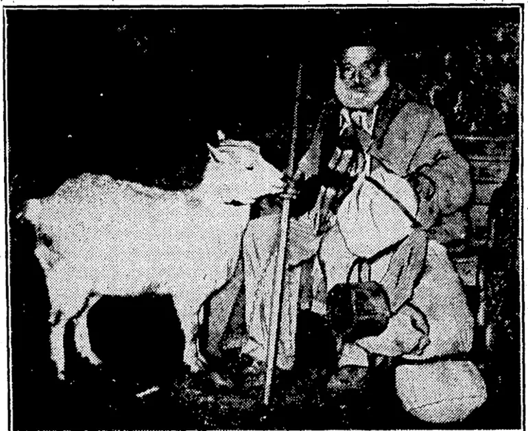 Image: Evening'Post'VPlioto. WANDERING ROUND NEW ZEALAND.—Companions of lhe\ road, an old-timer and his goat, who started recently from Taupo and during the past month.or two have visited many towns and . villages between Wellington and Auckland. '.. " ■ _ ' (Evening Post, 14 August 1934)