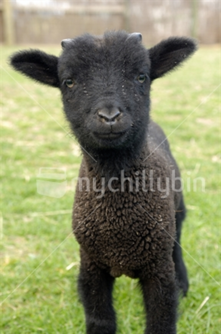 Image: Baby Black Goat