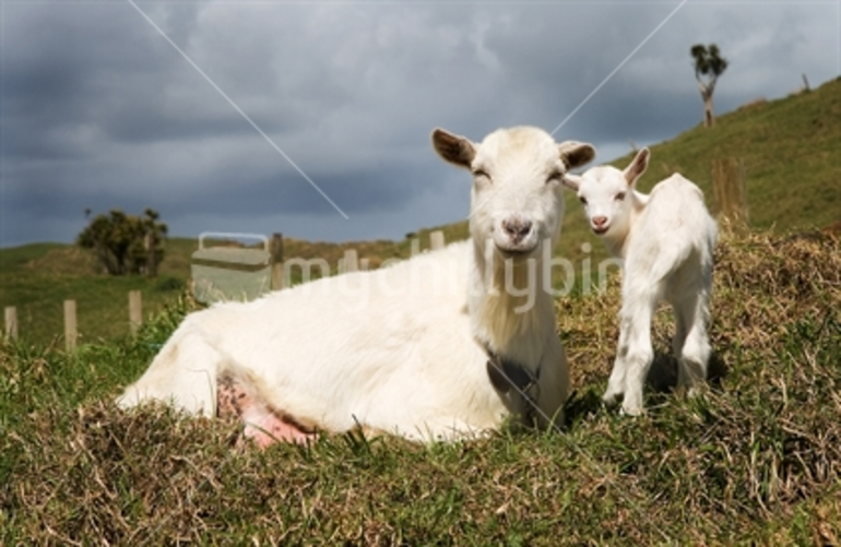 Image: Mother and baby goat, New Zealand