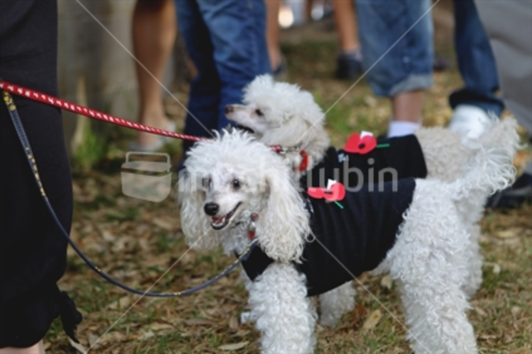 Image: Two Poodles dressed for Anzac Day in New Zealand
