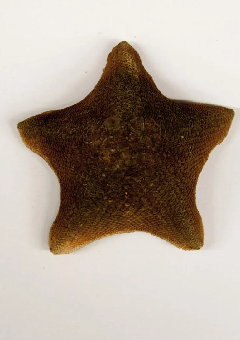 Image: Starfish, Cushion star