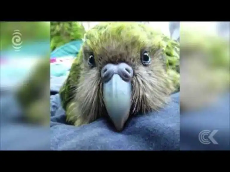 Image: Kakapo breeding season off to a great start: RNZ Checkpoint