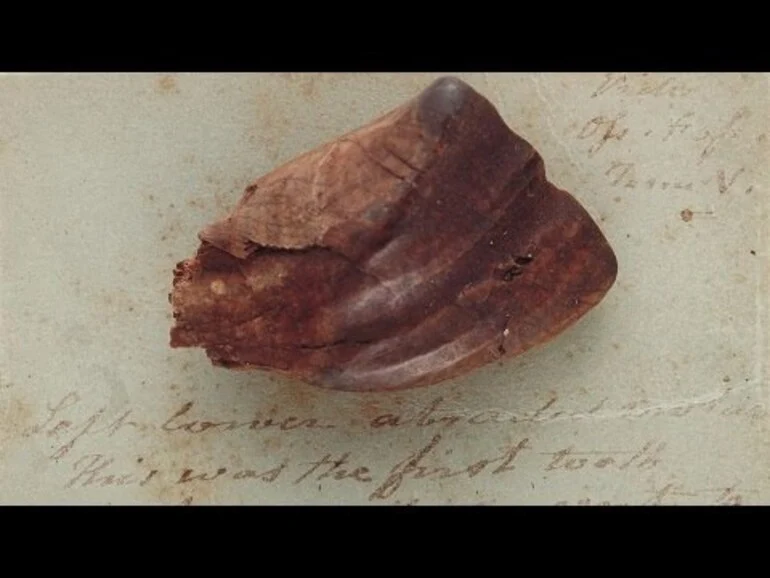Image: Iguanodon tooth - Tales from Te Papa episode 12