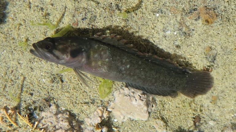 Image: Olive Rockfish