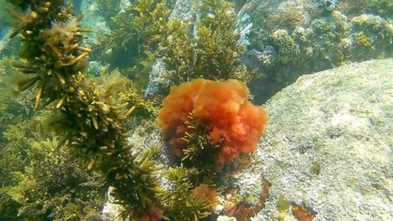 Image: seaweed