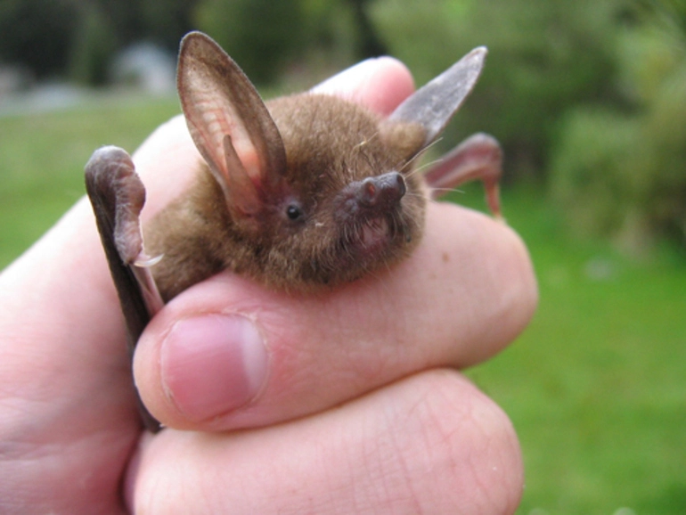 Image: New Zealand Lesser Short-tailed Bat