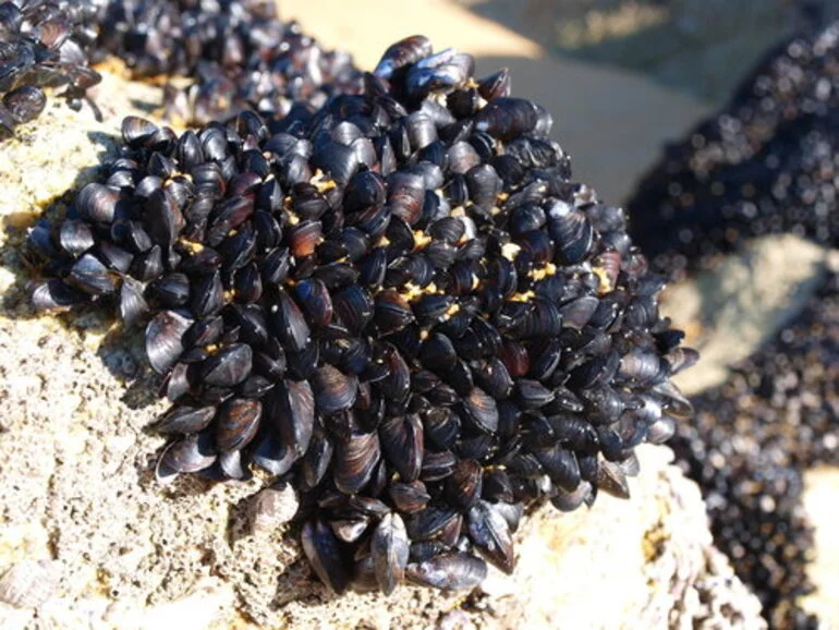 Image: Little Black Mussel
