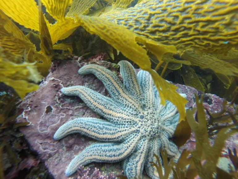 Image: Reef Starfish