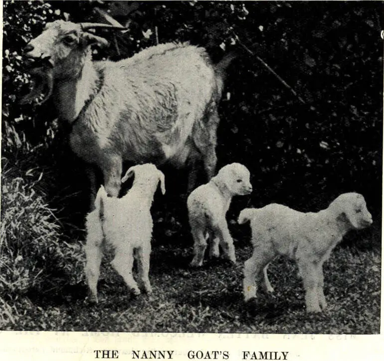 Image: The nanny goat's family