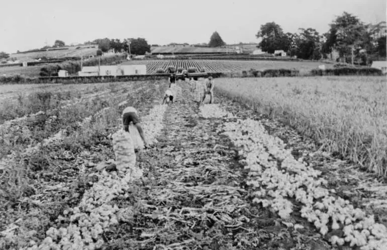 Image: Harvesting onions, Pukekohe, 1956