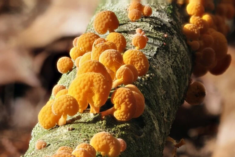 Image: Orange Pore Fungus - Favolaschia calocera