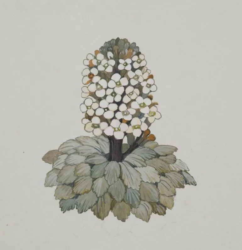 Image: Brassicaceae - Notothlaspi rosulatum
