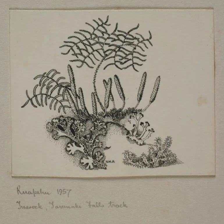 Image: Glechinia, Lycopodium, lichens and moss