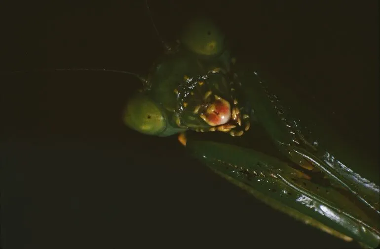 Image: Face of Praying Mantis