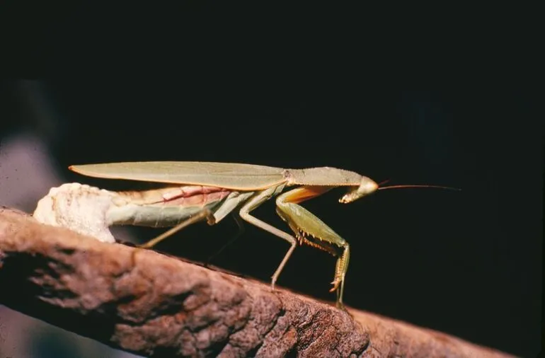 Image: Mantis laying the egg-case (a)
